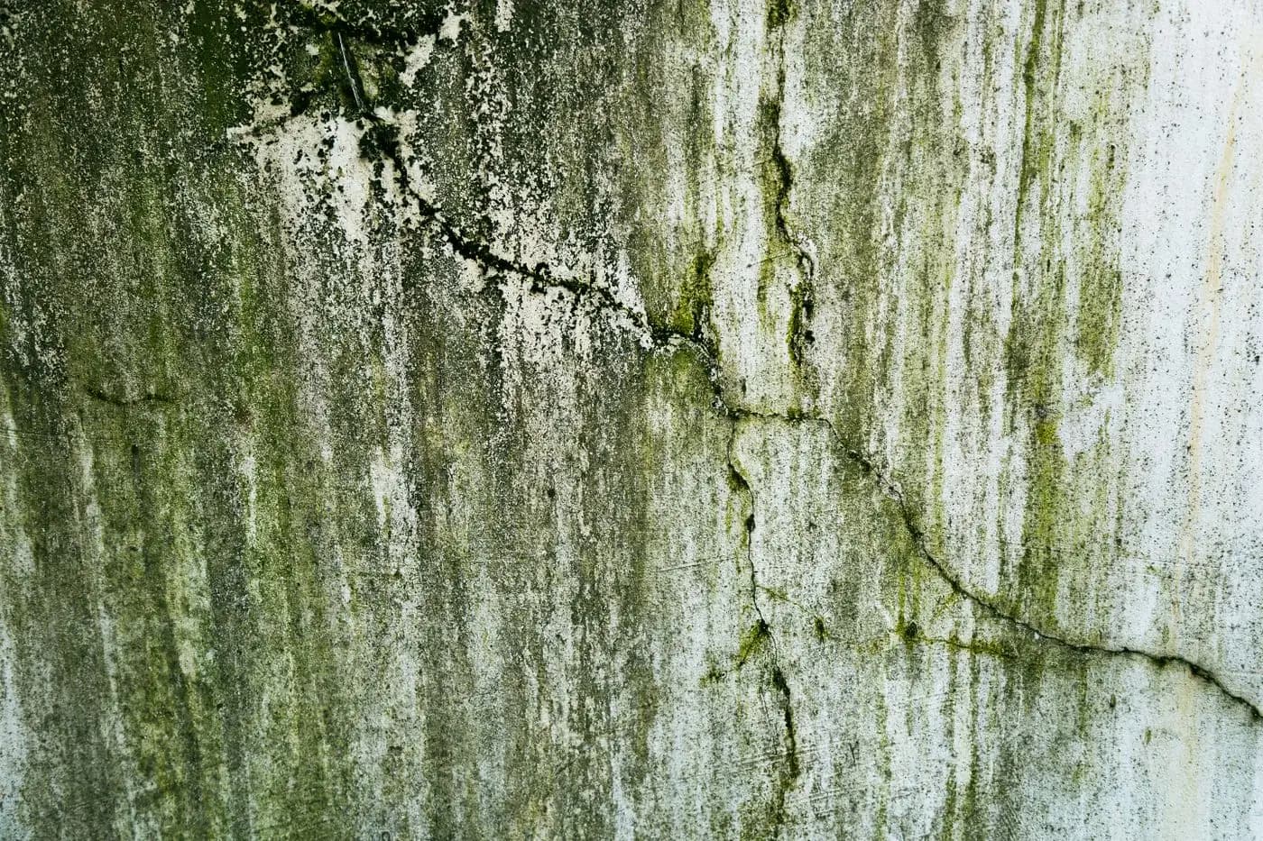 Close view of green algae streaks and staining on a light colored wall